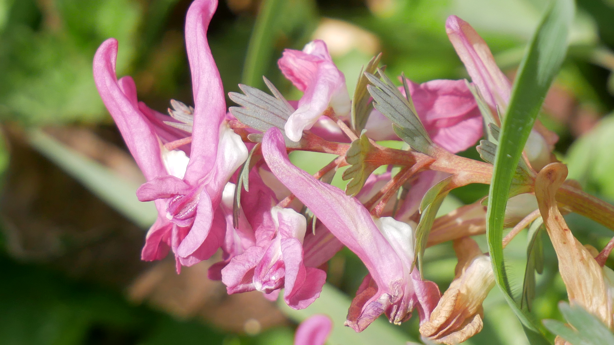 Coridalis (Corydalis solida)