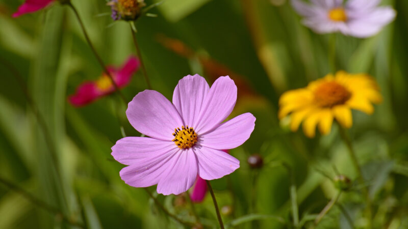 Cómo cuidar el cosmos (Cosmos bipinnatus)