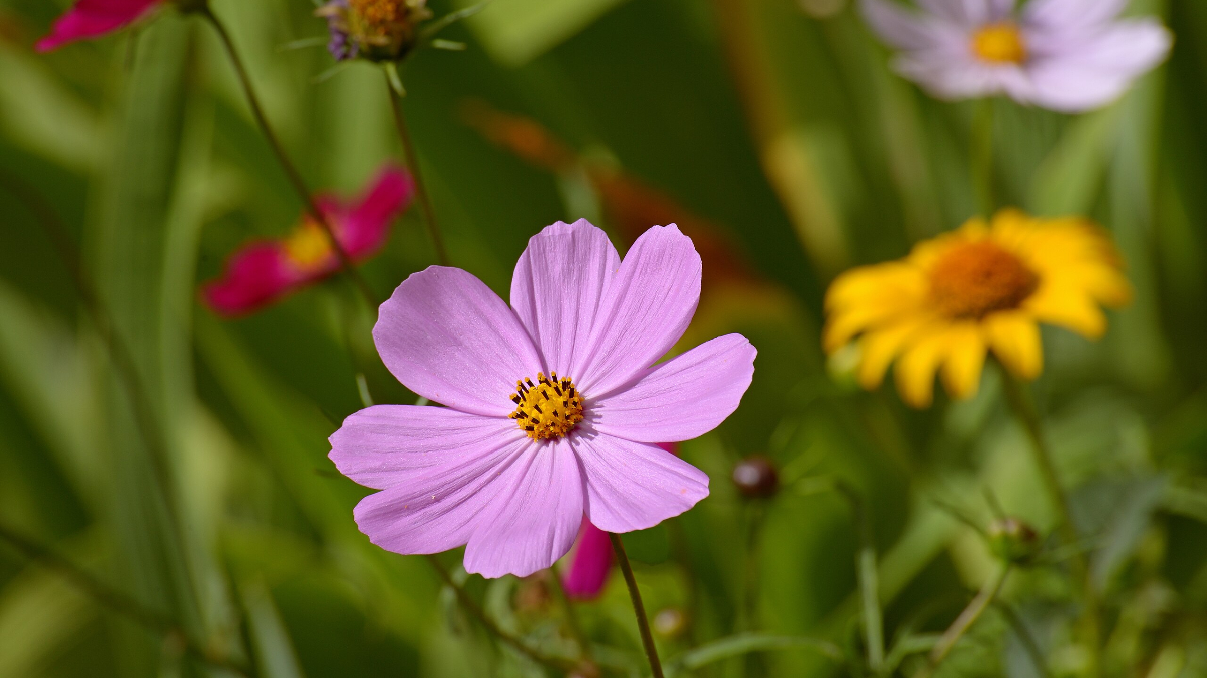 Cosmos (Cosmos bipinnatus)