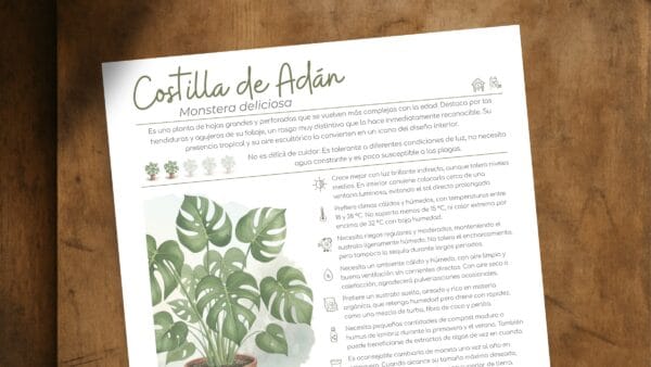 Cómo cuidar la costilla de Adán (Monstera deliciosa)