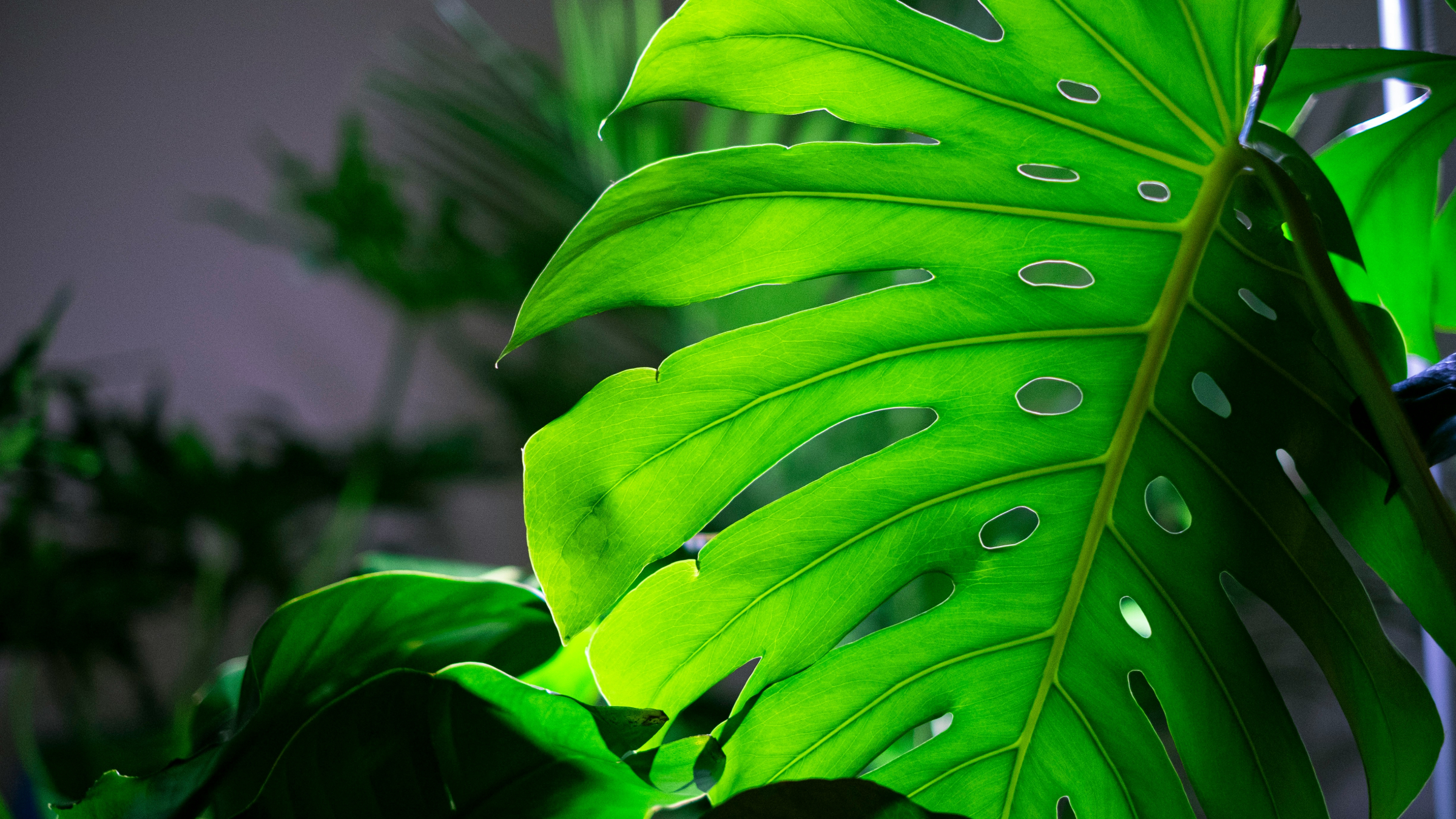 Costilla de Adán (Monstera deliciosa)