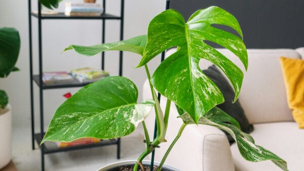 Cómo cuidar la costilla de Adán (Monstera deliciosa)