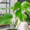Cómo cuidar la costilla de Adán (Monstera deliciosa)