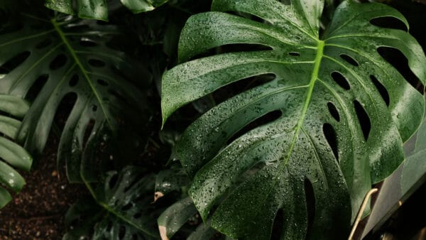 Cómo cuidar la costilla de Adán (Monstera deliciosa)