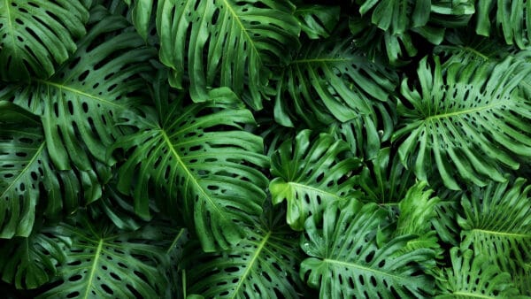 Cómo cuidar la costilla de Adán (Monstera deliciosa)