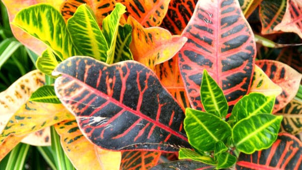 Cómo cuidar el croton (Codiaeum variegatum)