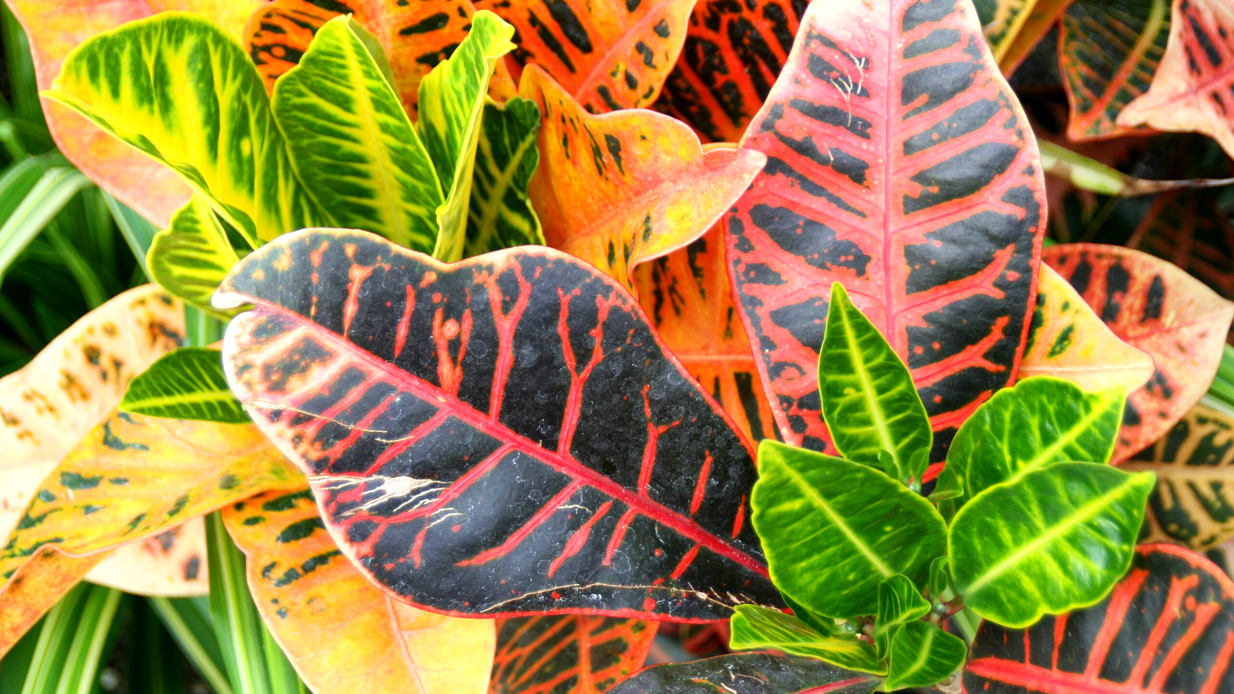 Croton (Codiaeum variegatum)