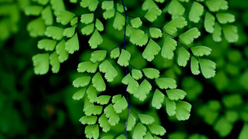 Cómo cuidar el culantrillo (Adiantum capillus-veneris)