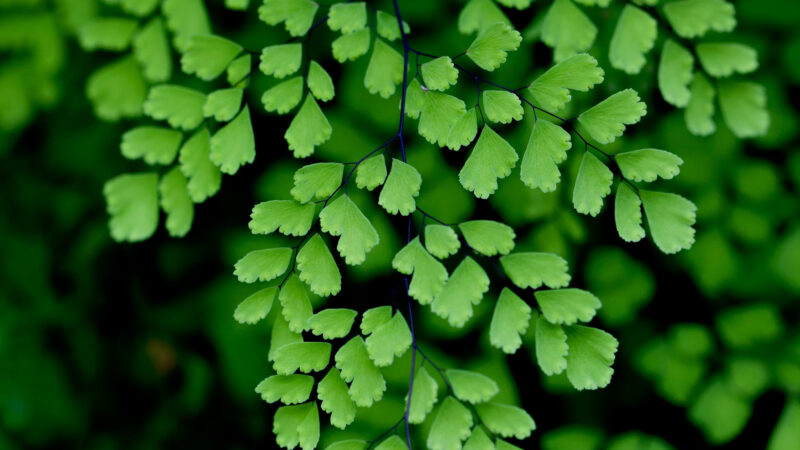 Cómo cuidar el culantrillo (Adiantum capillus-veneris)