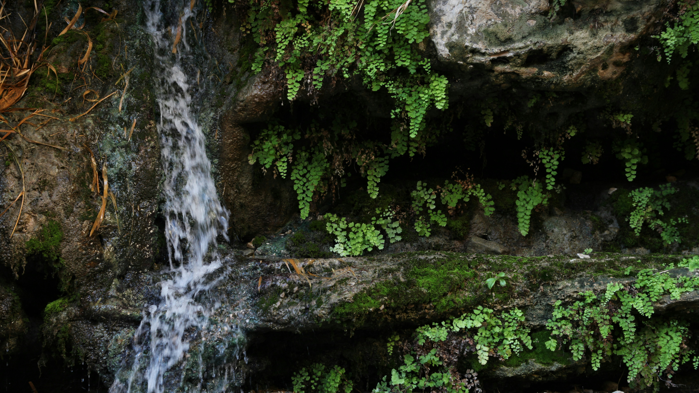 Culantrillo (Adiantum capillus-veneris)