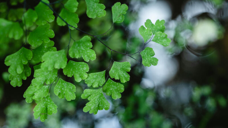 Cómo cuidar el culantrillo (Adiantum capillus-veneris)