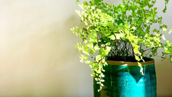 Cómo cuidar el culantrillo (Adiantum capillus-veneris)