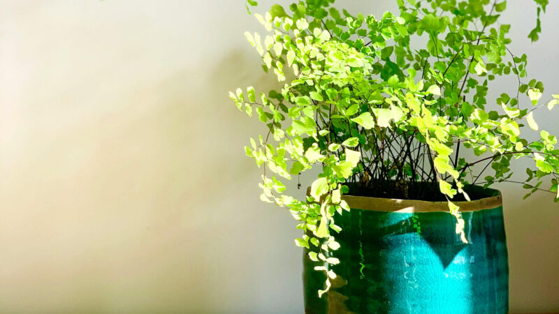 Cómo cuidar el culantrillo (Adiantum capillus-veneris)