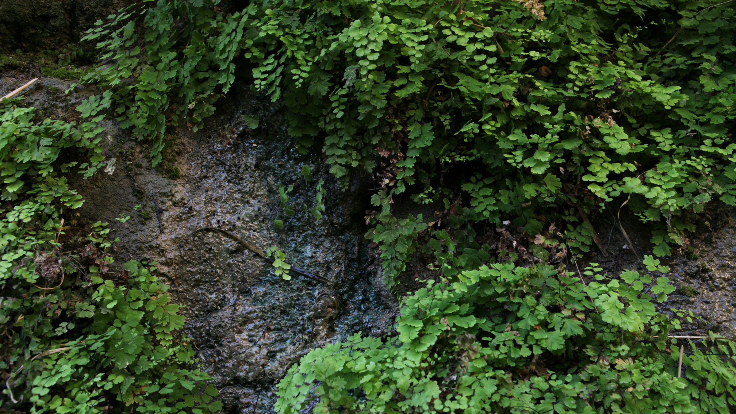 Culantrillo (Adiantum capillus-veneris)