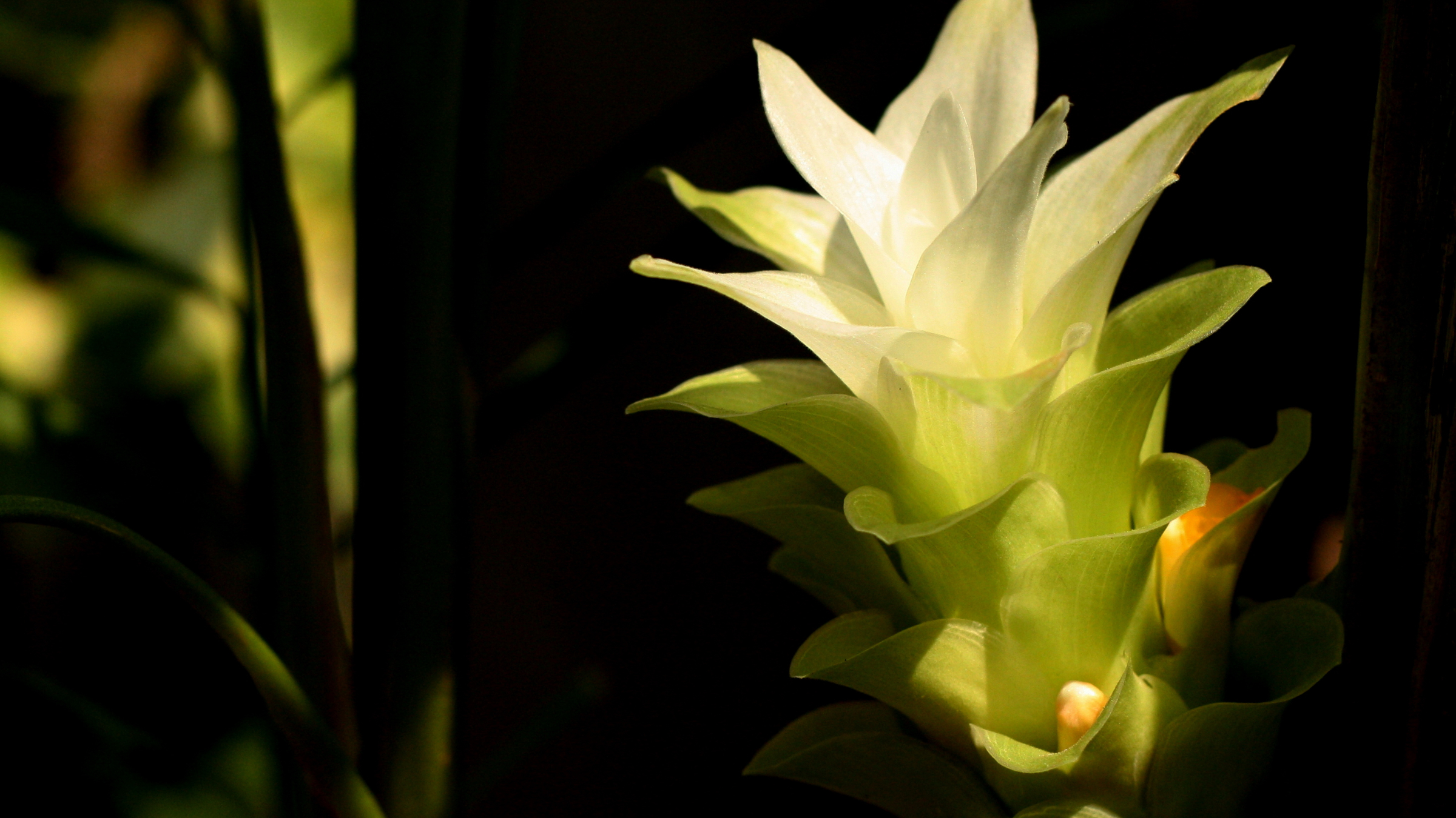 Cúrcuma (Curcuma longa)