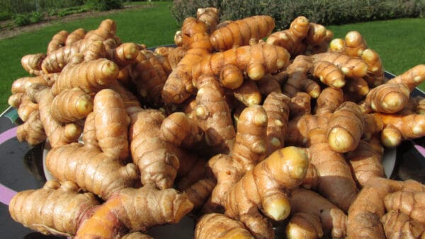 Cómo cuidar la cúrcuma (Curcuma longa)