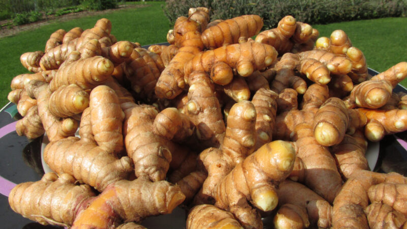 Cómo cuidar la cúrcuma (Curcuma longa)