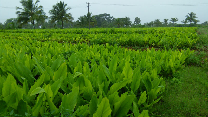 Cómo cuidar la cúrcuma (Curcuma longa)