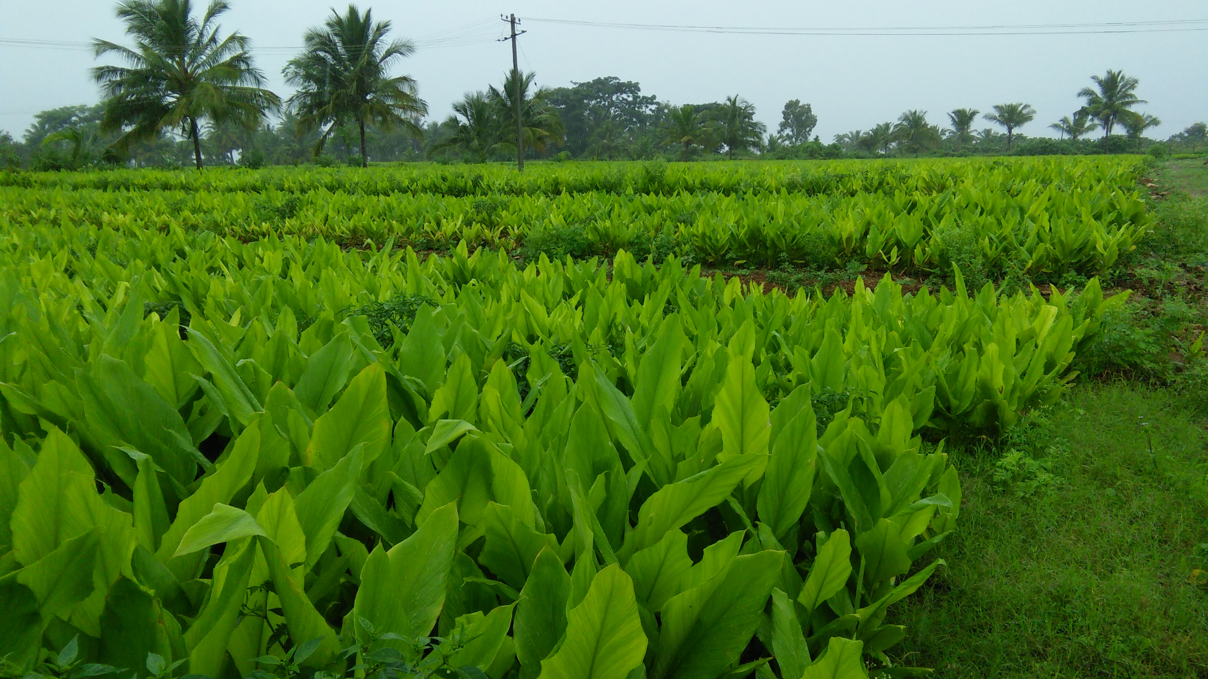 Cúrcuma (Curcuma longa)