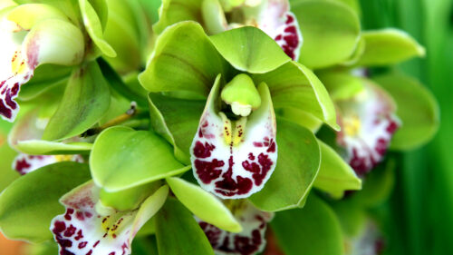 Cómo cuidar el cymbidium (Cymbidium spp.)