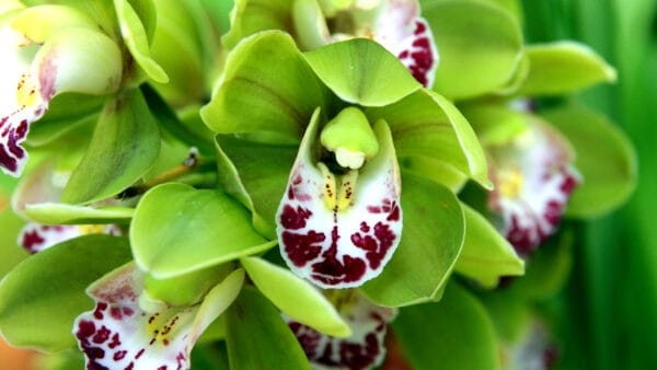 Cómo cuidar el cymbidium (Cymbidium spp.)