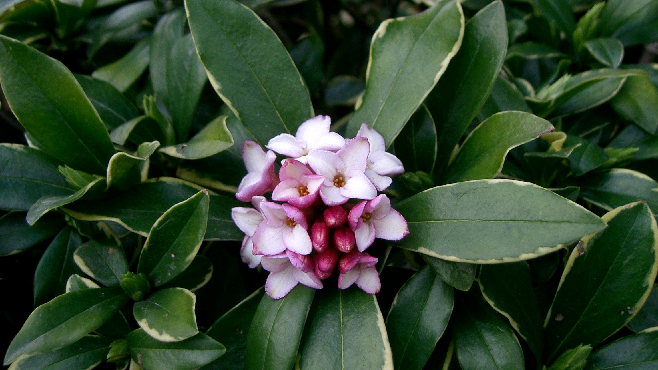 Dafne (Daphne odora)