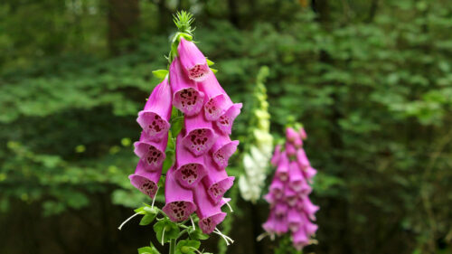 Cómo cuidar la dedalera (Digitalis purpurea)