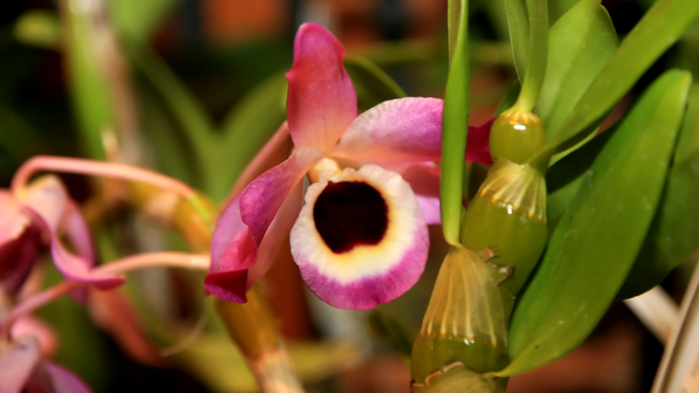 Dendrobio (Dendrobium spp.)