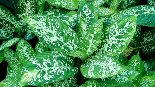 Cómo cuidar la diefembaquia (Dieffenbachia seguine)