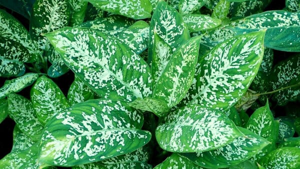 Cómo cuidar la diefembaquia (Dieffenbachia seguine)