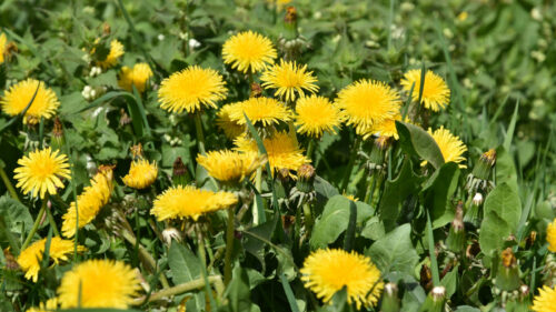 Cómo cuidar el diente de león (Taraxacum officinale)