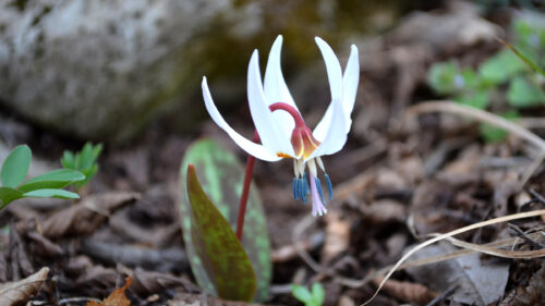 Cómo cuidar el diente de perro (Erythronium dens-canis)
