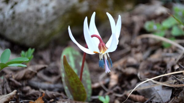 Cómo cuidar el diente de perro (Erythronium dens-canis)