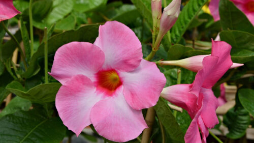 Cómo cuidar la dipladenia (Mandevilla sanderi)