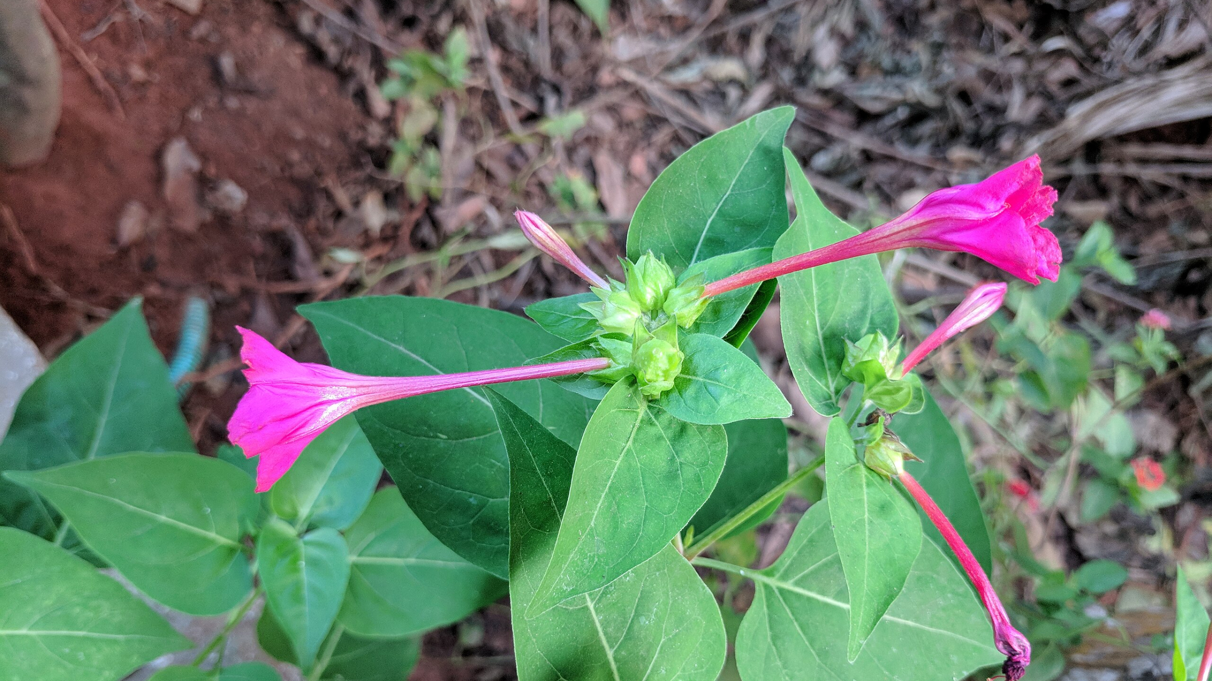 Dondiego de noche (Mirabilis jalapa)