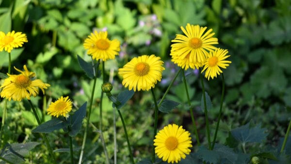 Cómo cuidar el dorónico (Doronicum orientale)