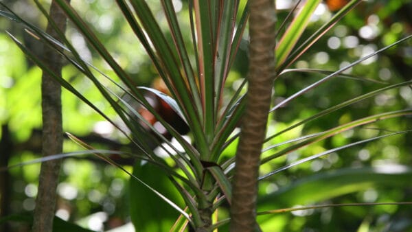 Cómo cuidar la drácena de hoja fina (Dracaena marginata)
