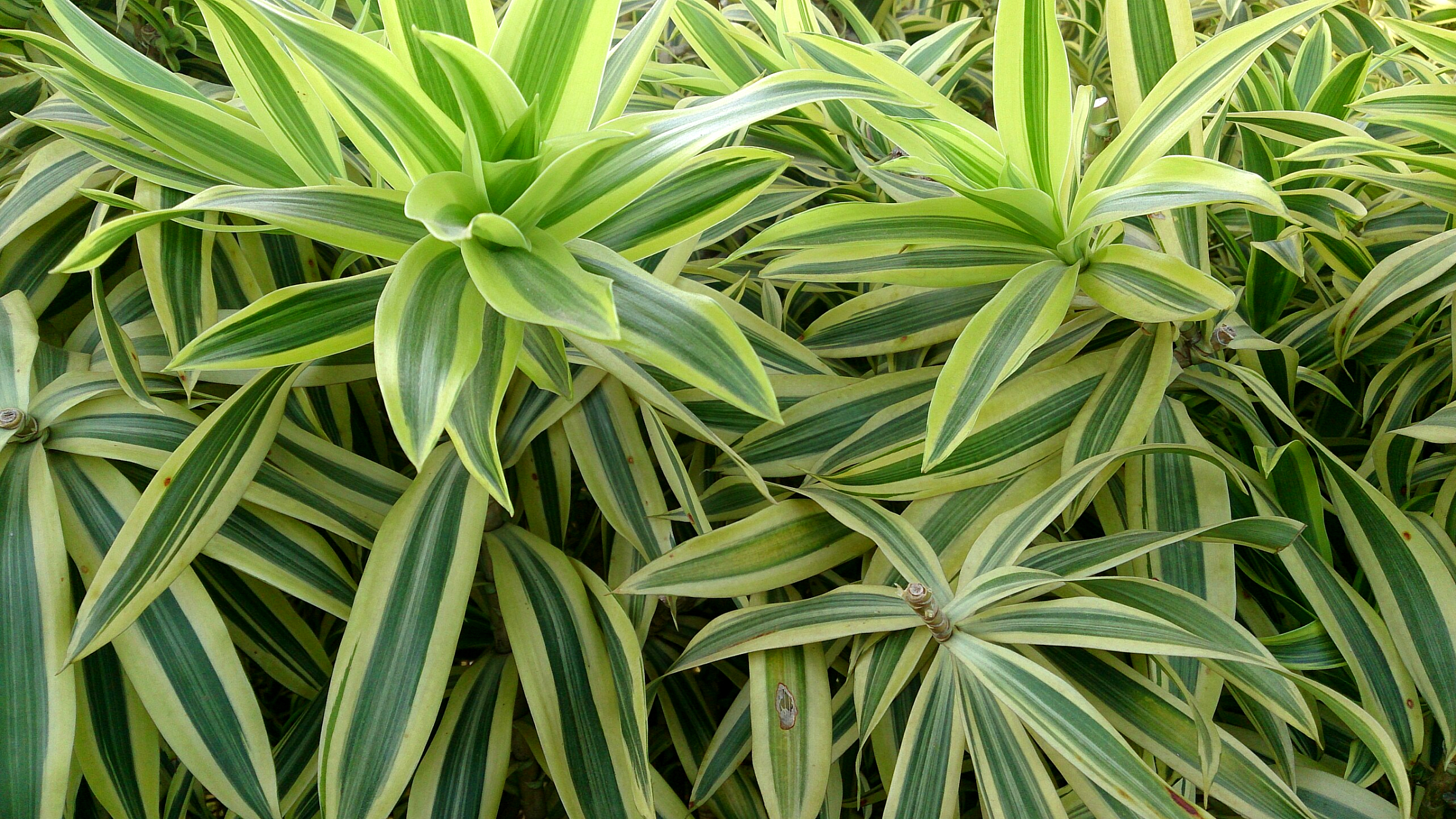 Drácena de hoja fina (Dracaena marginata)