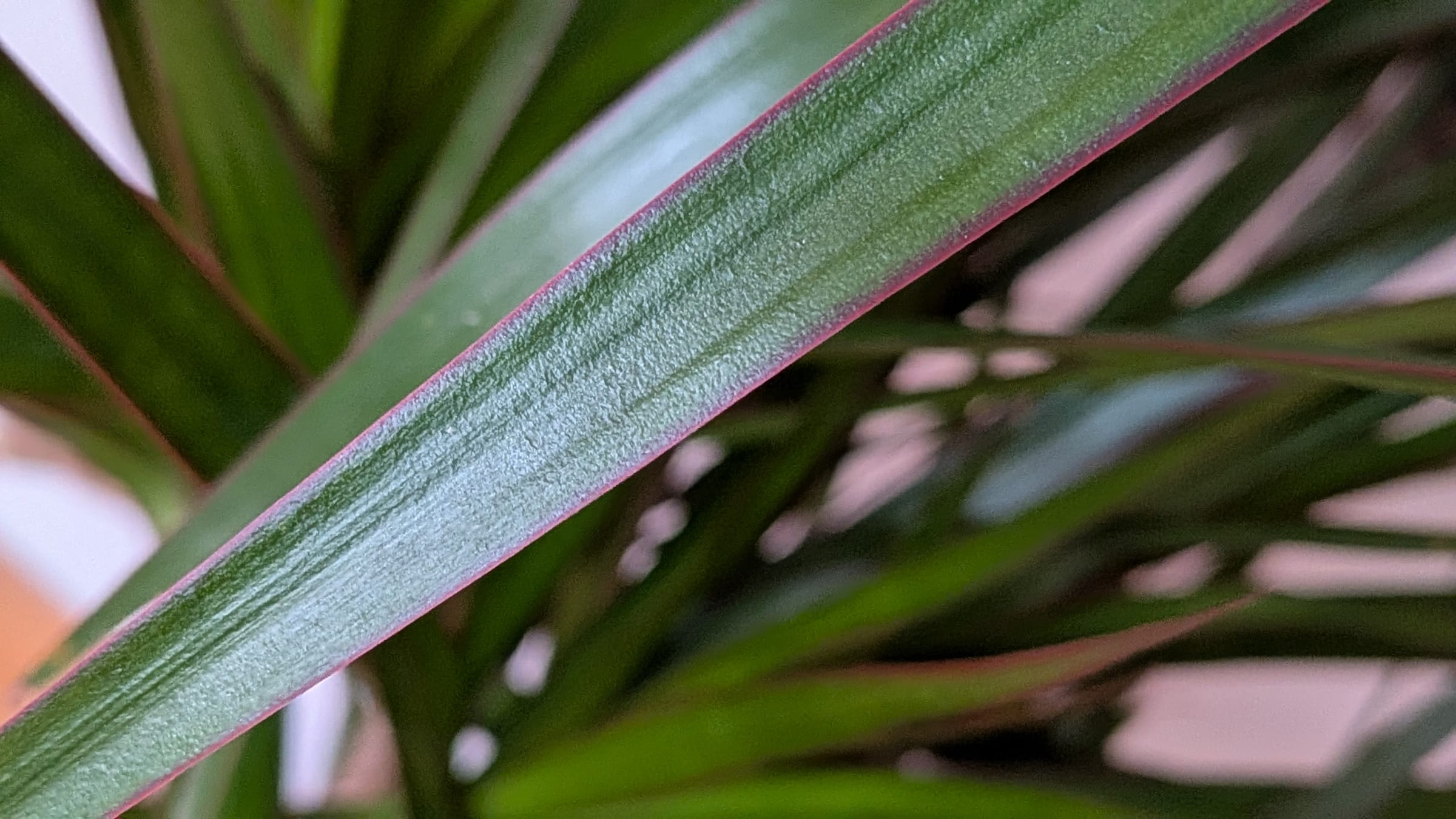 Drácena de hoja fina (Dracaena marginata)