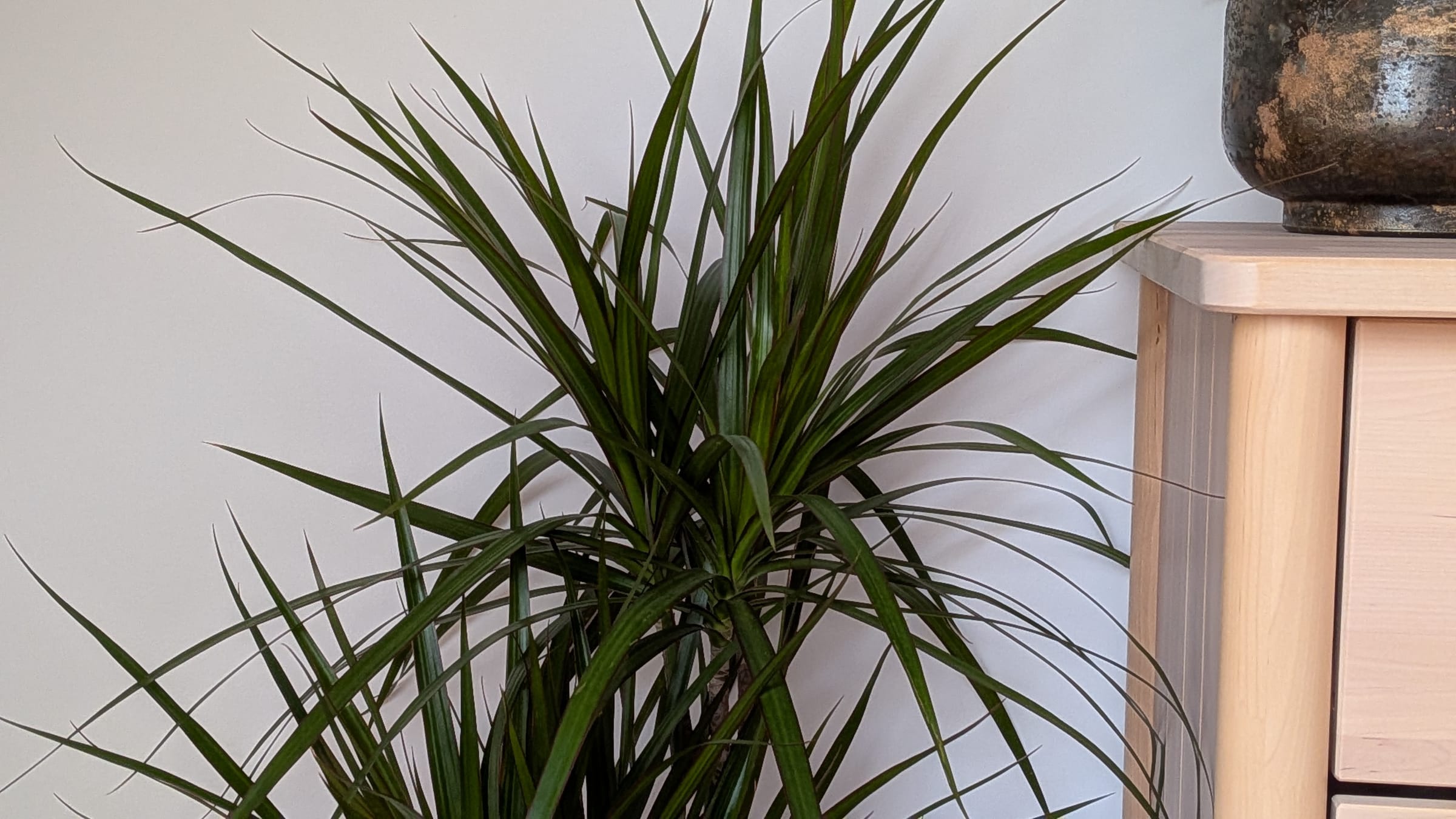 Drácena de hoja fina (Dracaena marginata)