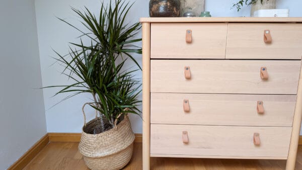 Cómo cuidar la drácena de hoja fina (Dracaena marginata)