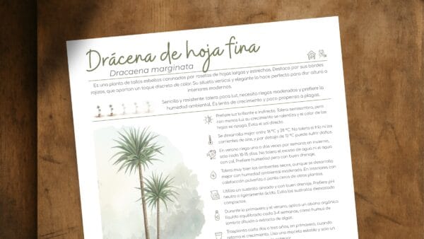 Cómo cuidar la drácena de hoja fina (Dracaena marginata)