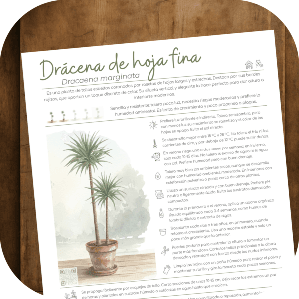 Cómo cuidar la drácena de hoja fina (Dracaena marginata)