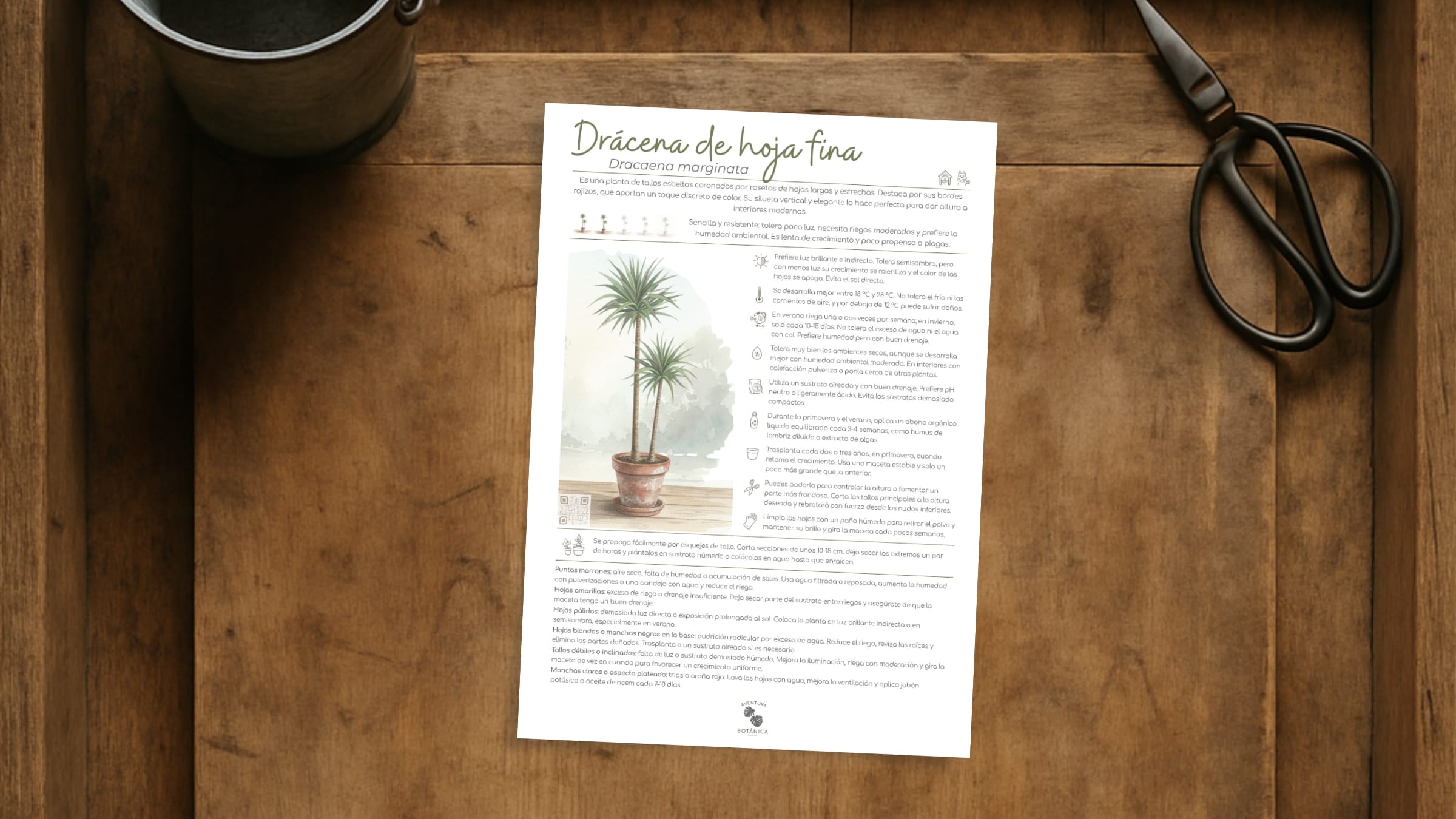 Drácena de hoja fina (ficha de cuidados de Dracaena marginata)