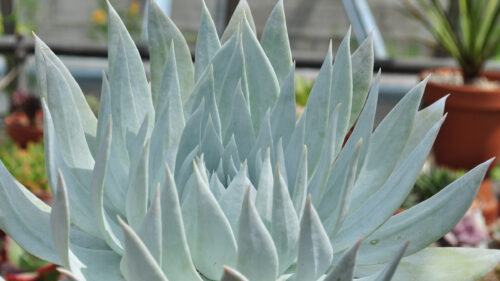 Cómo cuidar la dudleya (Dudleya brittonii)