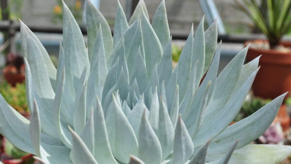Cómo cuidar la dudleya (Dudleya brittonii)