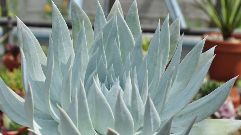 Cómo cuidar la dudleya (Dudleya brittonii)