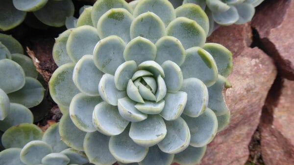 Cómo cuidar la echeveria (Echeveria elegans)