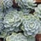 Cómo cuidar la echeveria (Echeveria elegans)