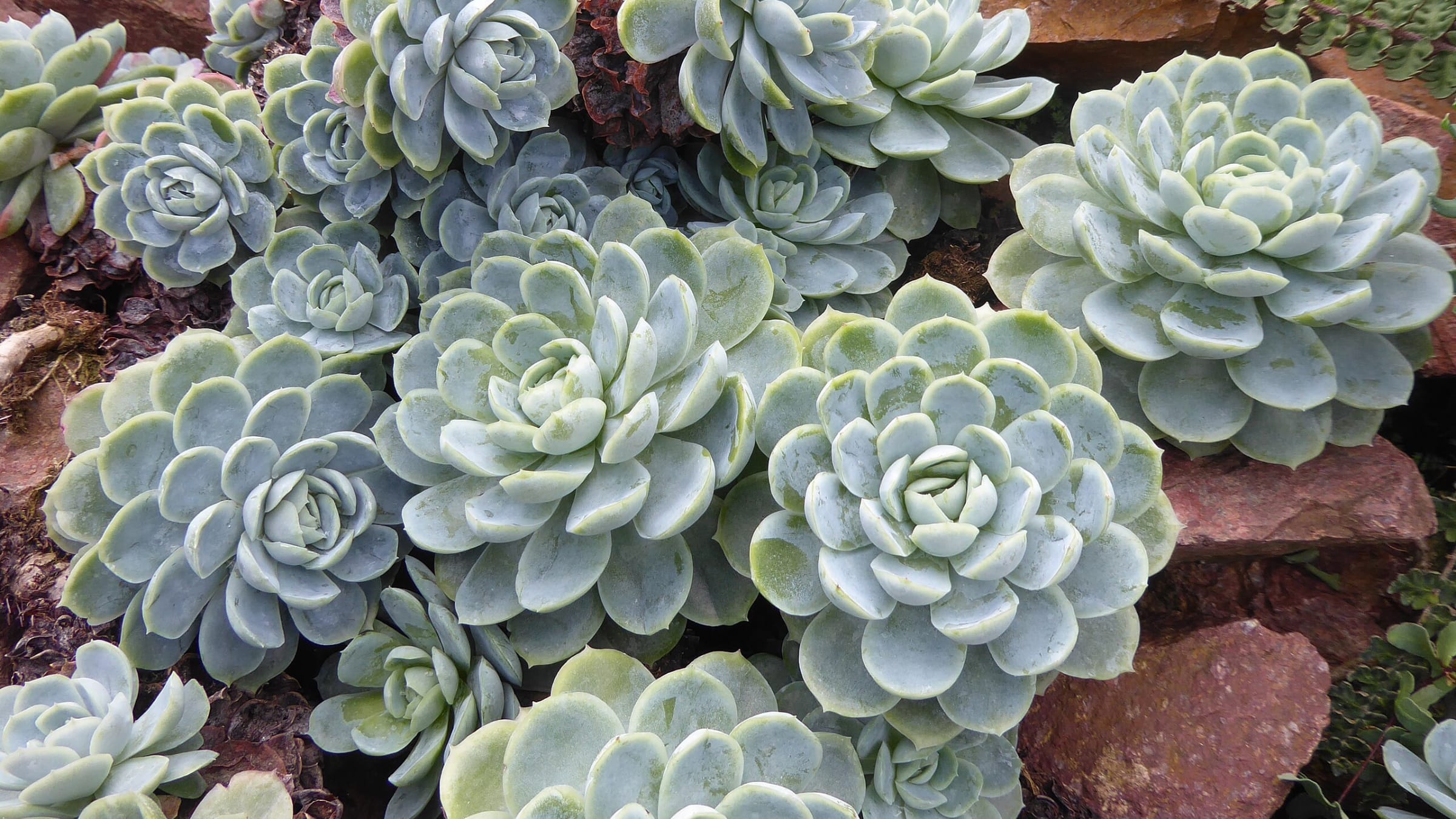 Echeveria (Echeveria elegans)